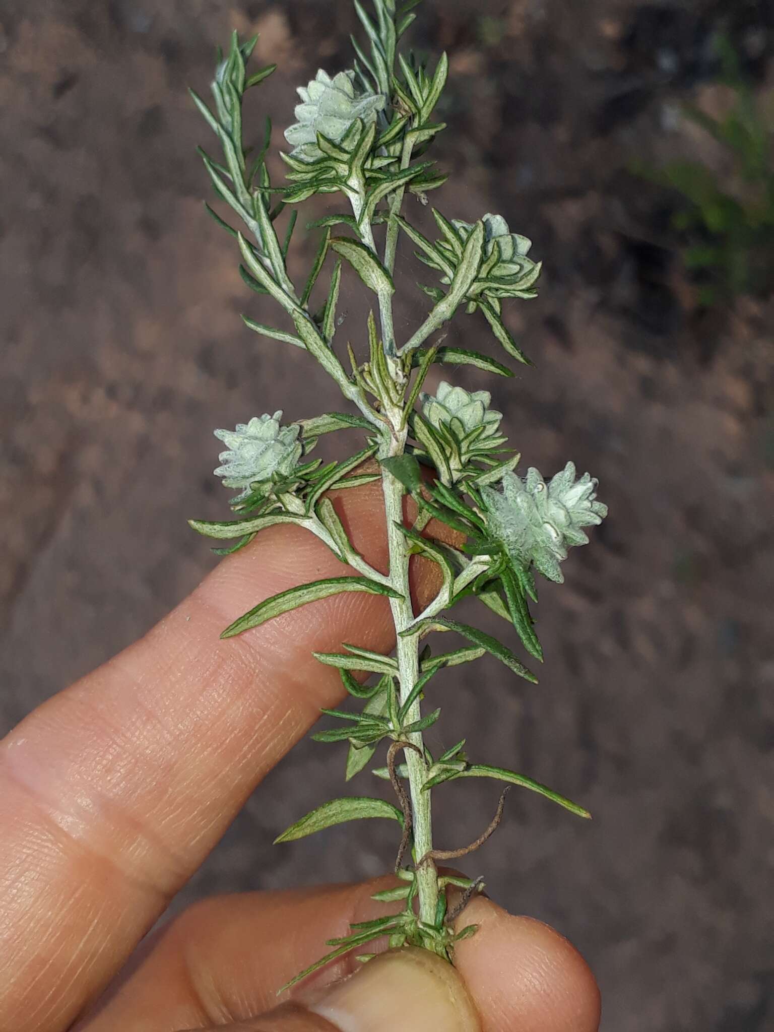 Image of Helichrysum rosum (Berg.) Less.