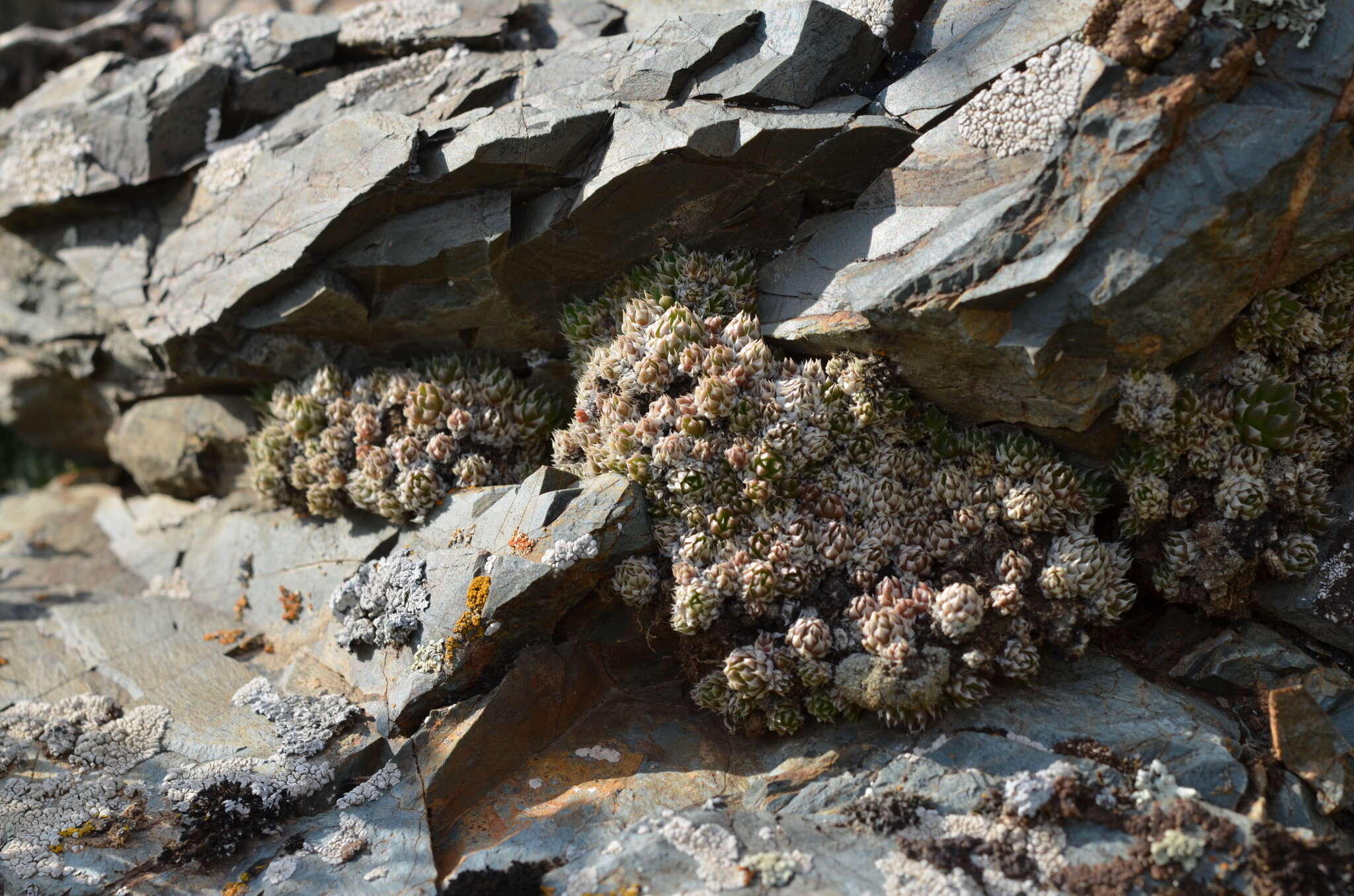 Image de Orostachys thyrsiflora (DC.) Fisch. ex Sweet