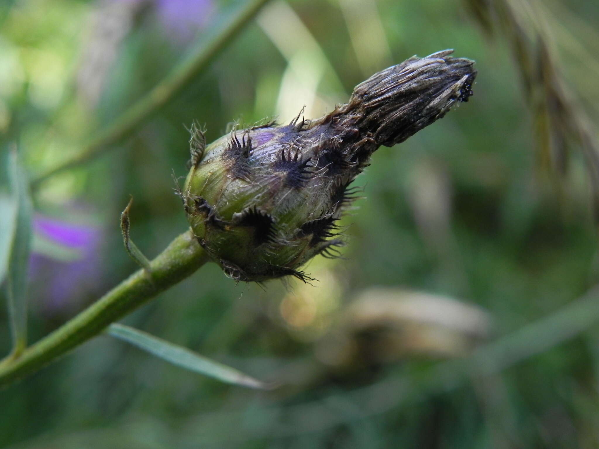 Слика од Centaurea ambigua Guss.