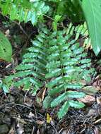 Image of Zanthoxylum integrifoliolum (Merr.) Merr.