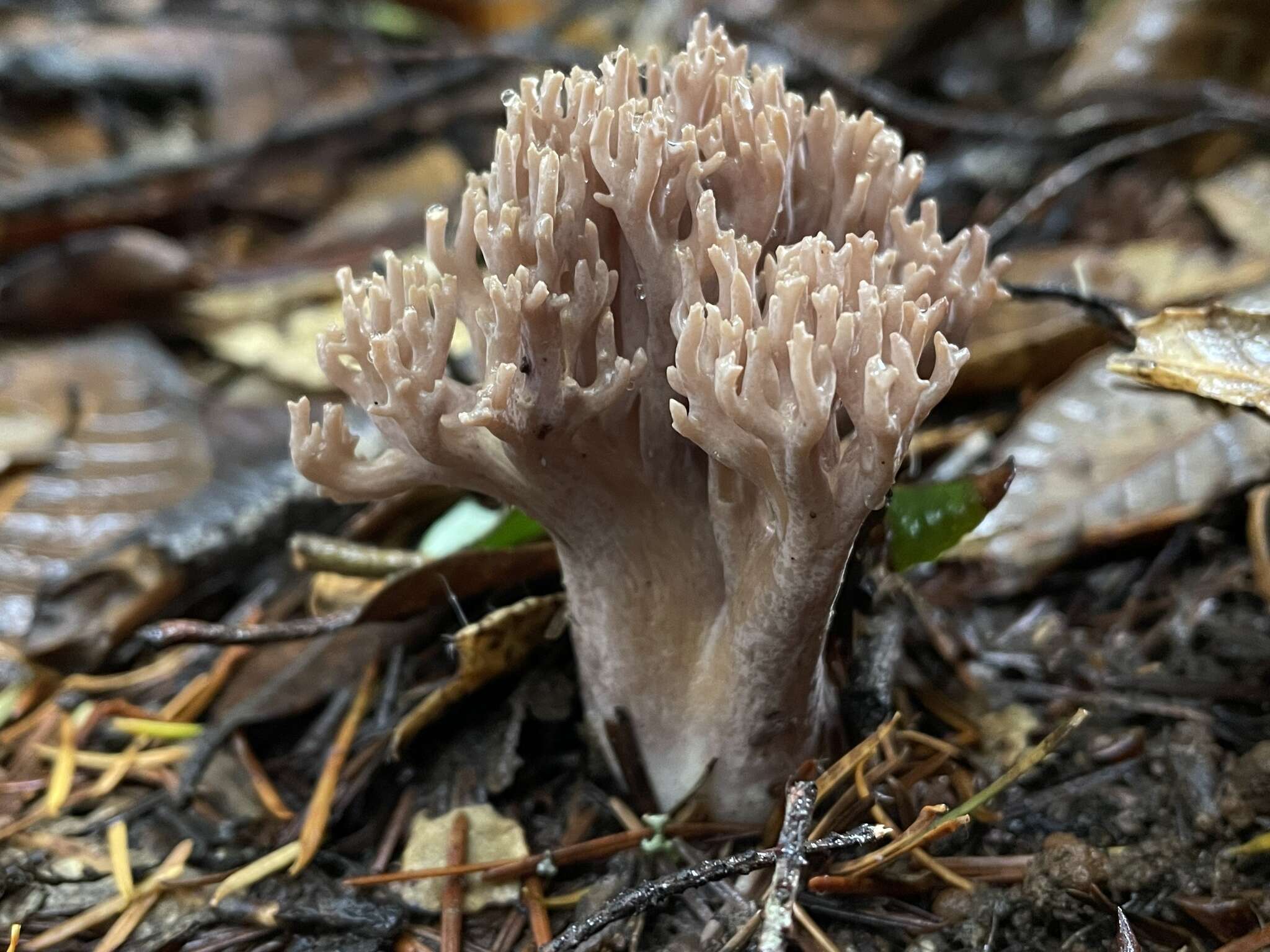 Image of Ramaria violaceibrunnea (Marr & D. E. Stuntz) R. H. Petersen 1986