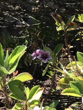 Imagem de Geranium multiflorum A. Gray