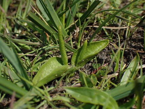 Image of small adder's tongue