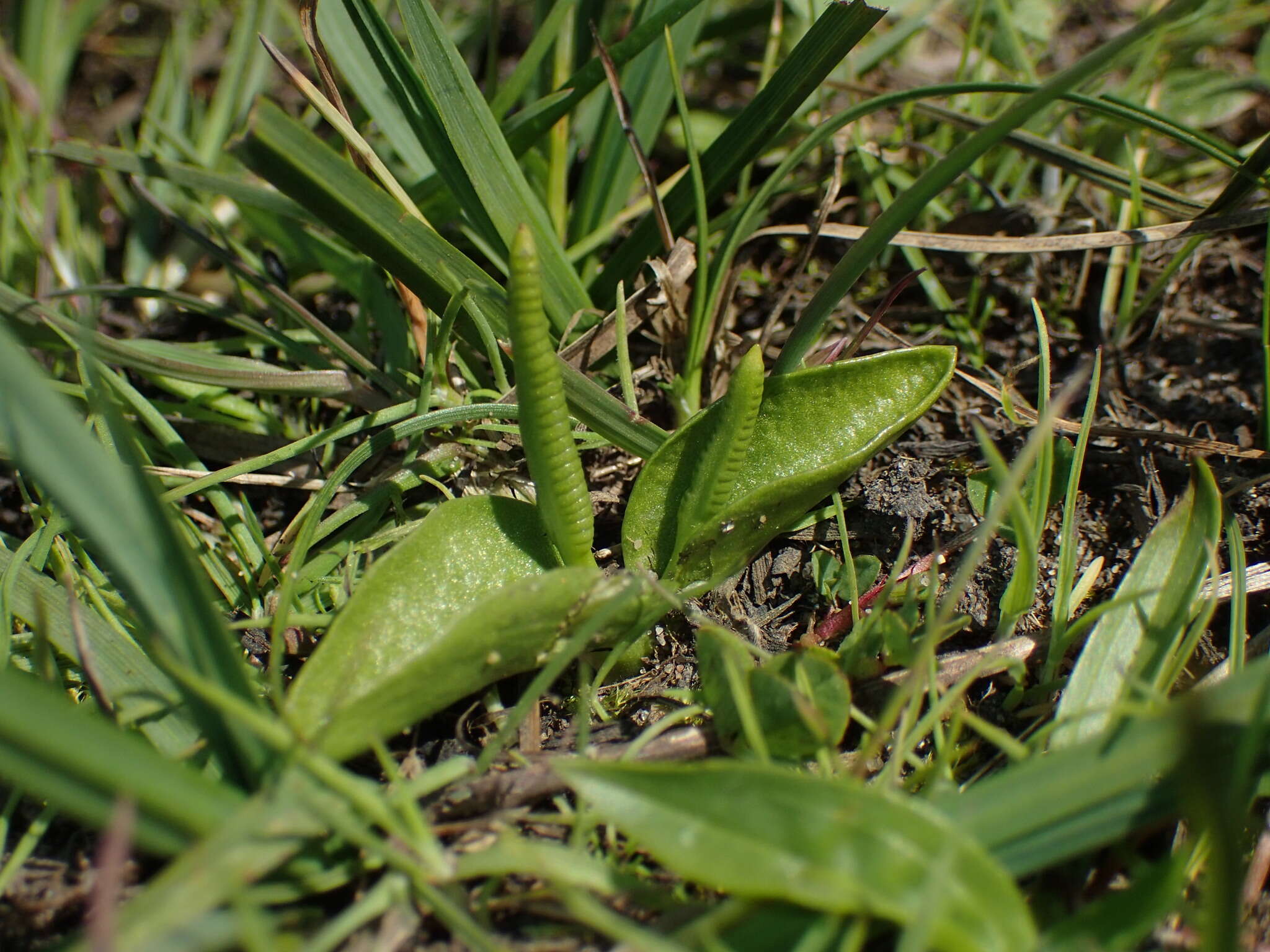 Image de Ophioglossum azoricum C. Presl