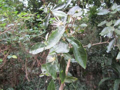 Image of Maerua racemulosa (A. DC.) Gilg & Gilg-Ben.