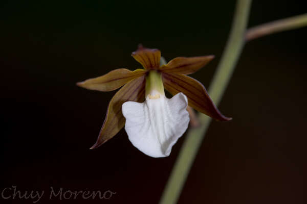 Image of Prosthechea ghiesbreghtiana (A. Rich. & Galeotti) W. E. Higgins