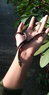 Image of Blunt-head Slug Snake