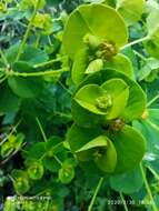 Image of Euphorbia paniculata Desf.