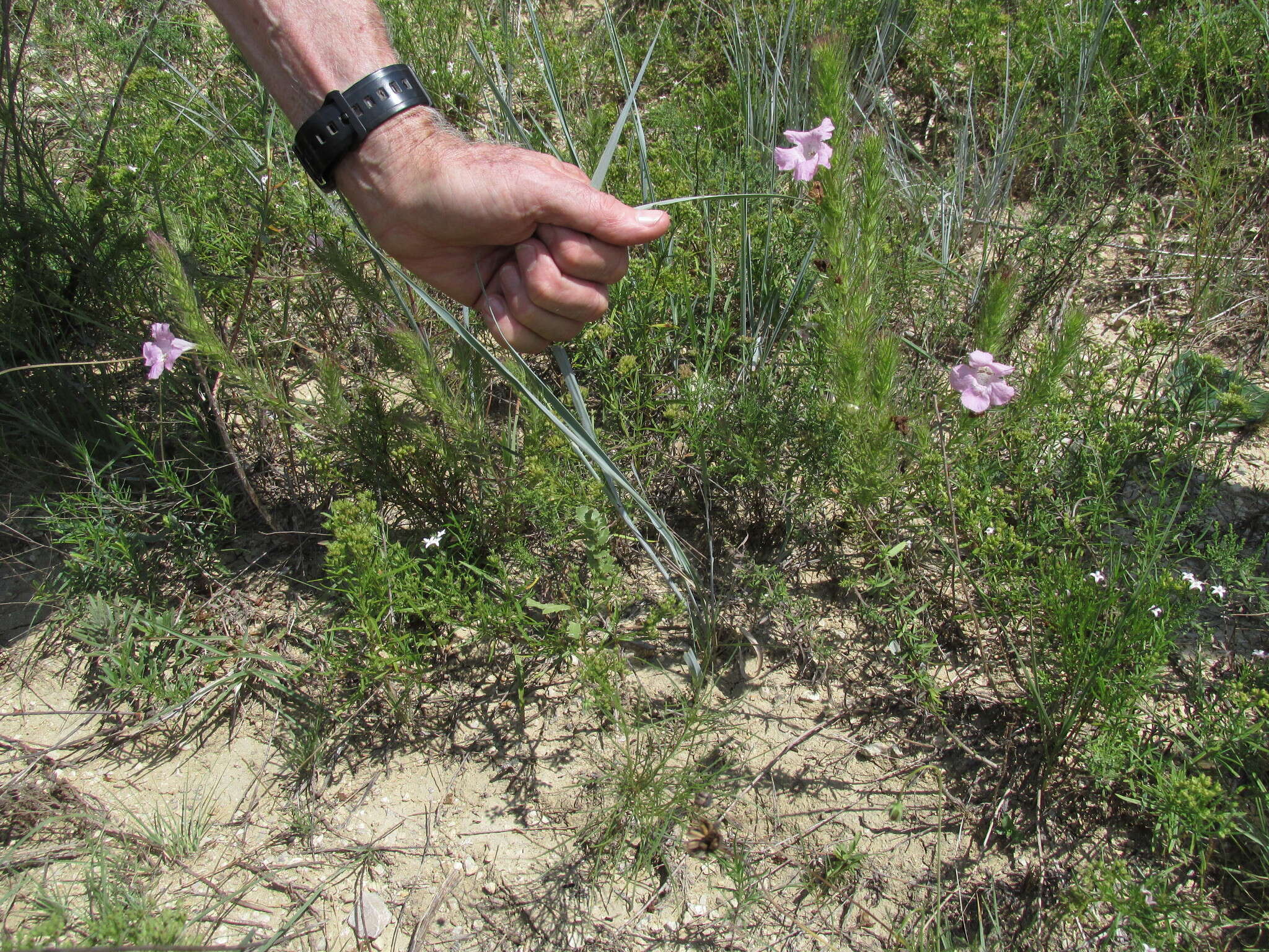 Imagem de Agalinis densiflora Blake