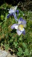 Image of Colorado blue columbine