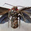 Psoloptera thoracica Walker 1854的圖片