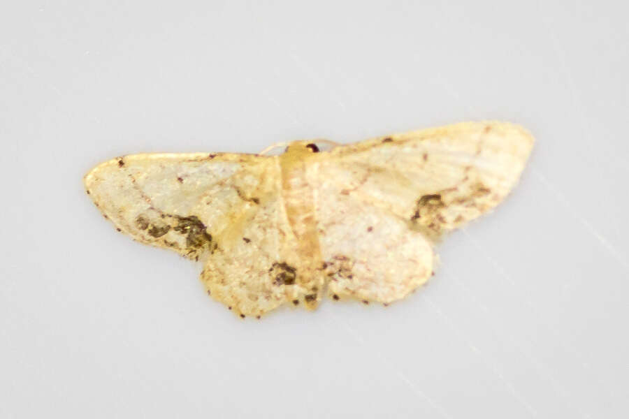 Image de Idaea chotaria Swinhoe 1886