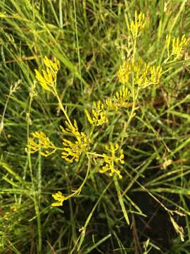 Image of pineland rayless goldenrod