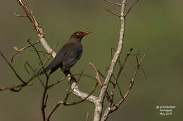 Image of Indian Blackbird