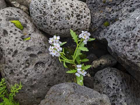 صورة Cakile maritima subsp. islandica (Gand.) Elven