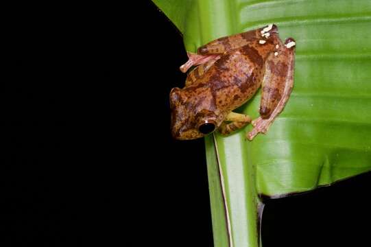 Image of Harlequin Tree Frog