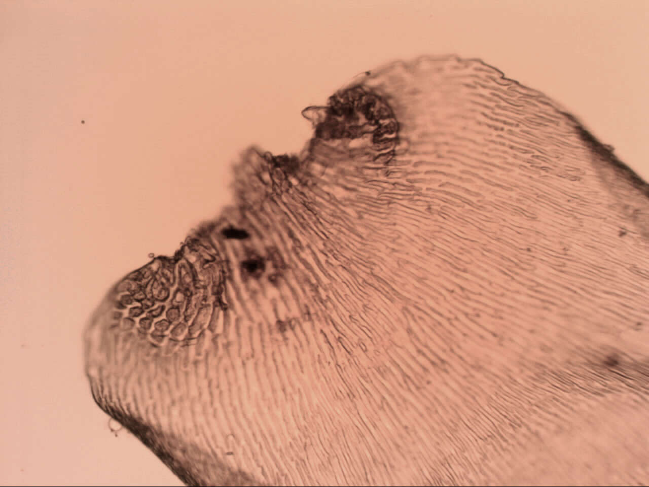 Image of Weymouthia mollis Brotherus 1906