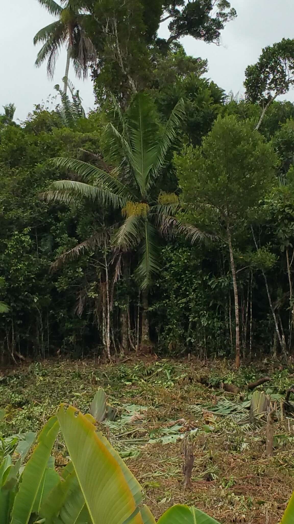 Image of Dypsis lastelliana (Baill.) Beentje & J. Dransf.