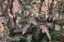 Image of Perezia multiflora subsp. multiflora