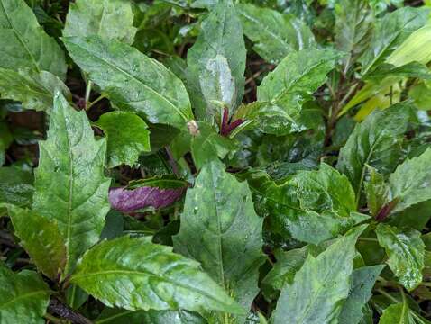 Image of Cineraria hybrids