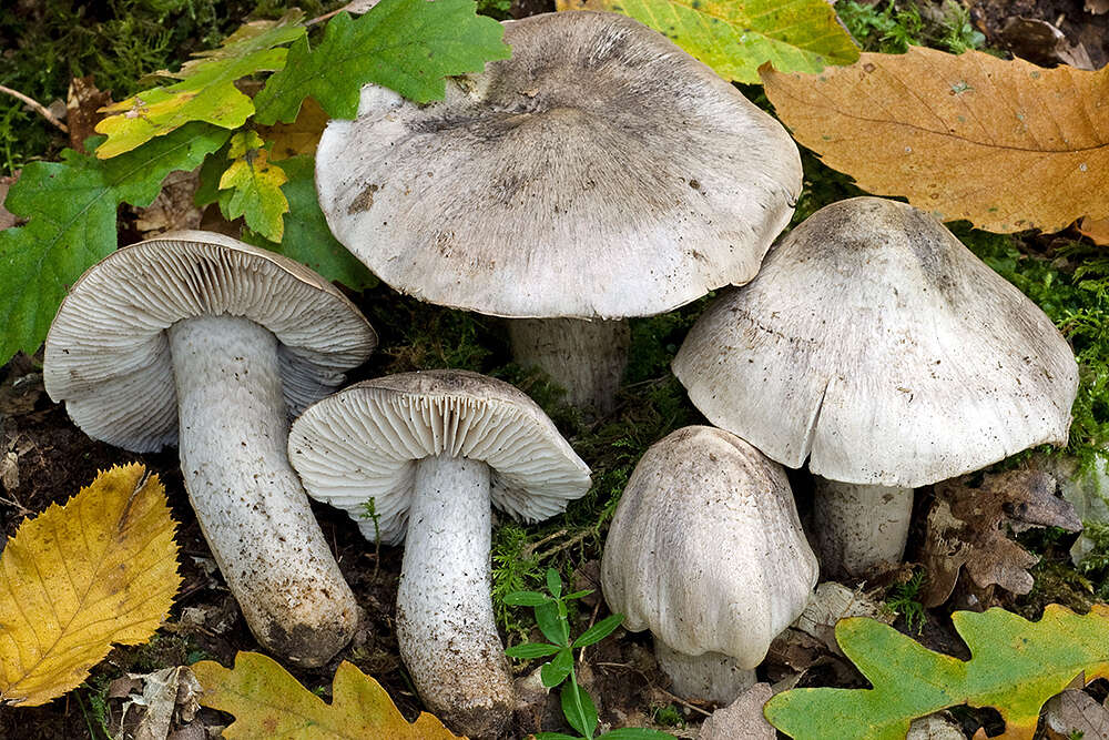 Image of Tricholoma bresadolanum Clémençon 1977