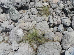 Image of Cyperus sordidus J. Presl & C. Presl