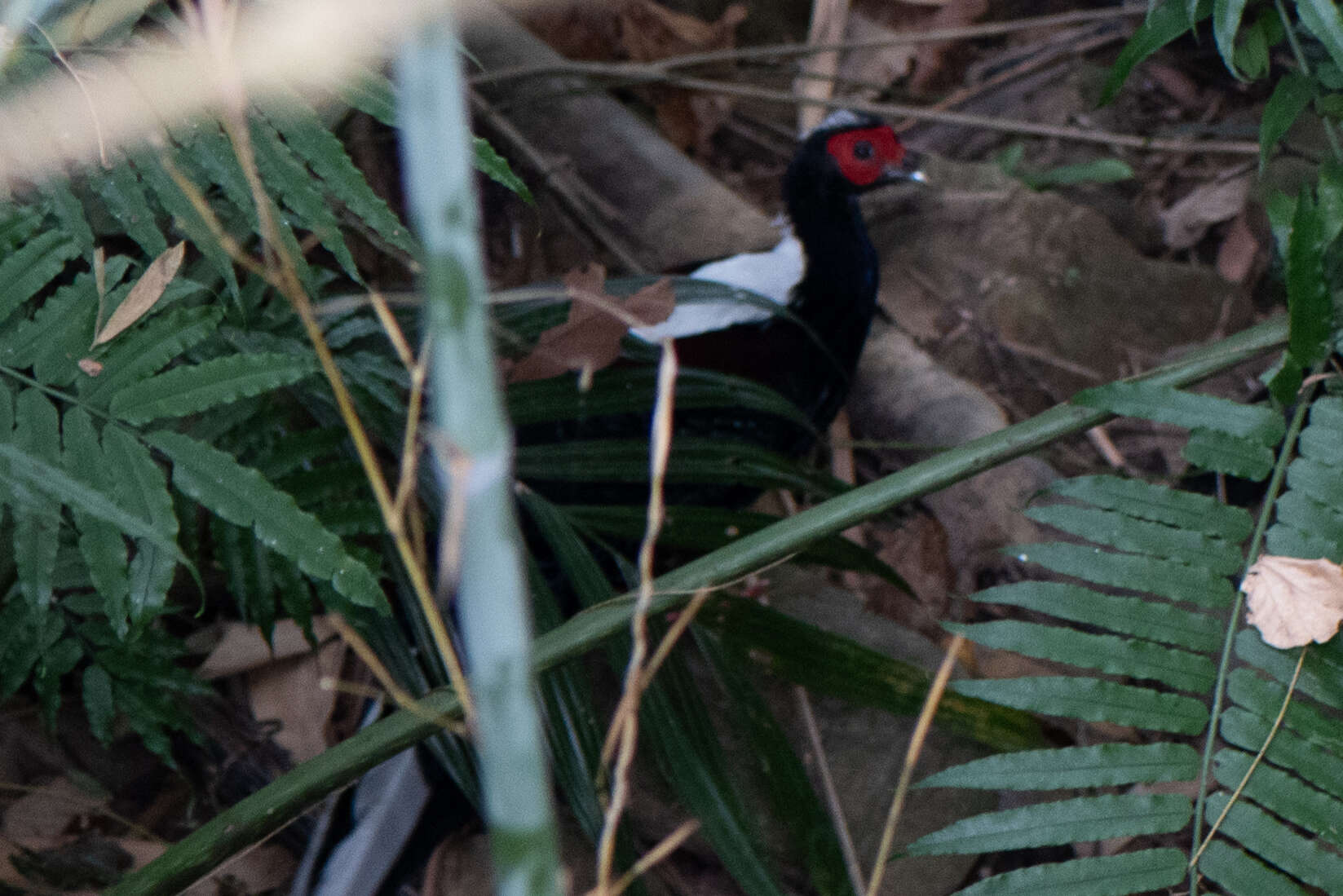 Image of Swinhoe's Pheasant