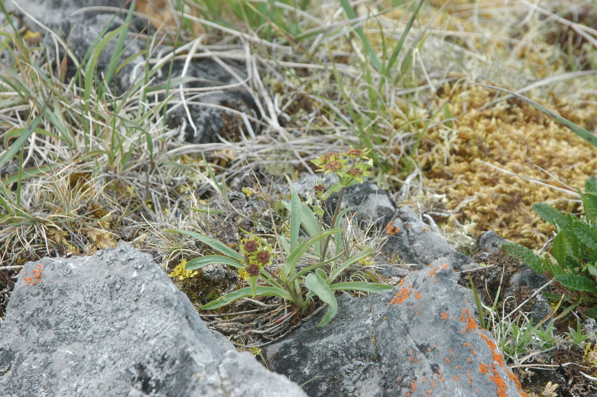 Bupleurum americanum Coult. & Rose resmi