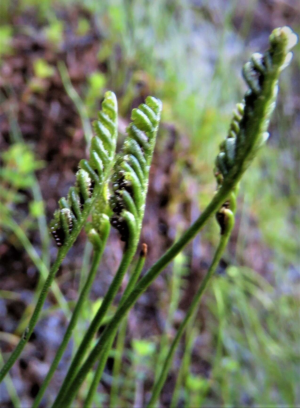 Imagem de Schizaea rupestris R. Br.