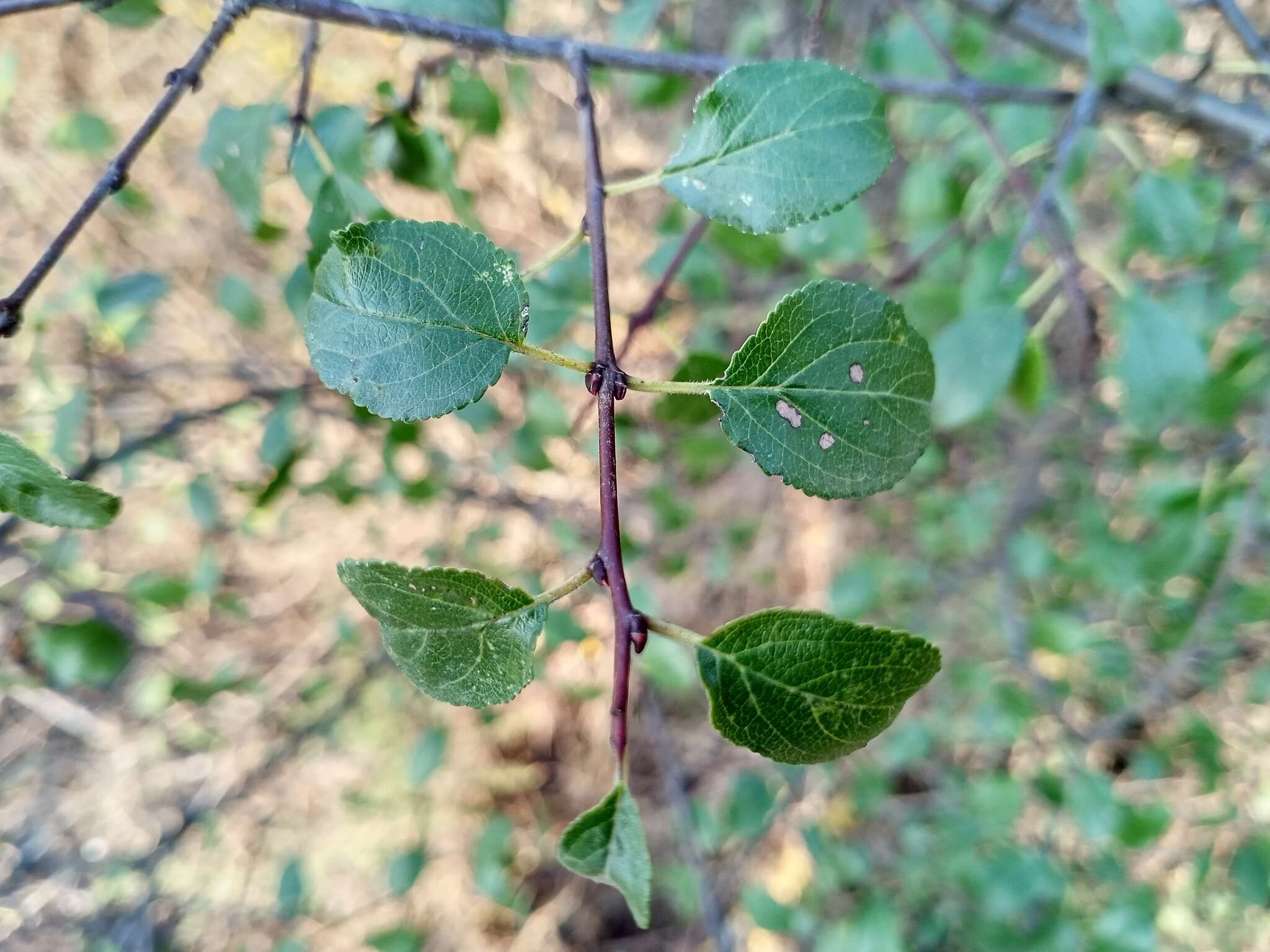 Image of Rhamnus saxatilis subsp. saxatilis