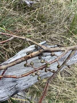 Image of Eucalyptus scoparia Maiden