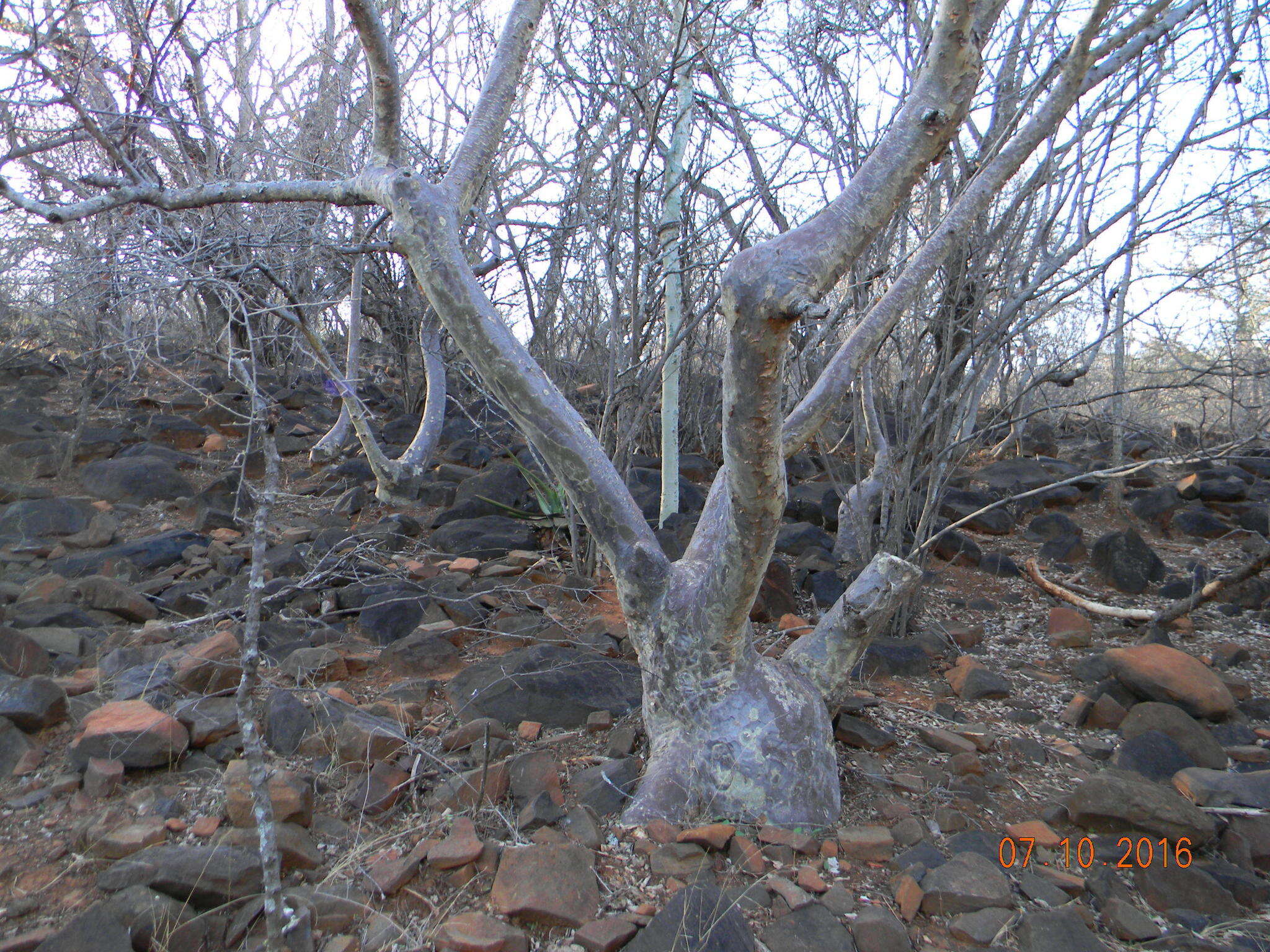 Image of Small-leaved star-chestnut