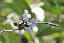 Imagem de Gomphidictinus perakensis (Laidlaw 1902)