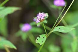 Image of Crusea longiflora (Roem. & Schult.) W. R. Anderson