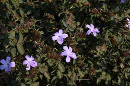 Image de Barleria carruthersiana S. Moore