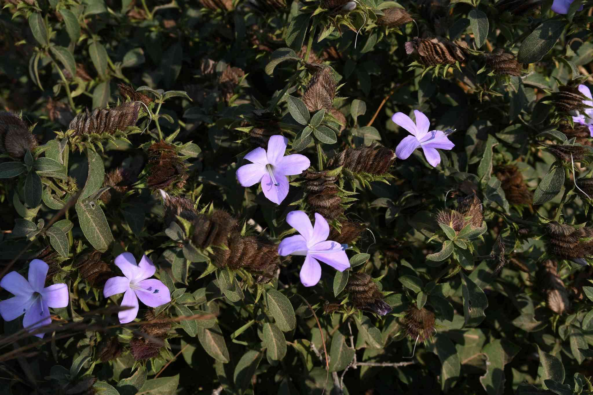 Image de Barleria carruthersiana S. Moore