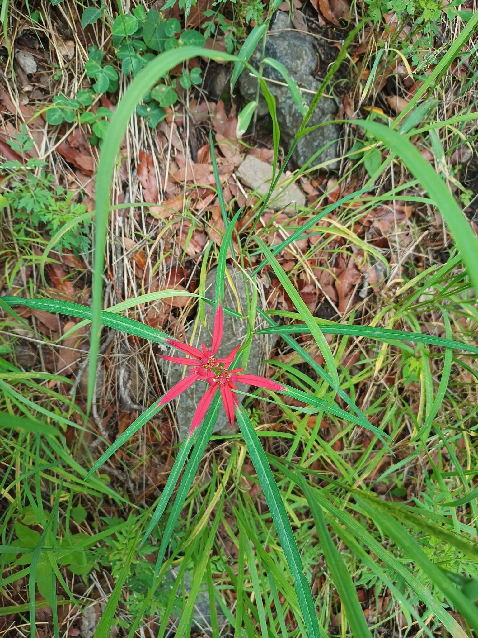 Euphorbia colorata Engelm. resmi