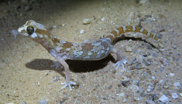 Image of Pachydactylus latirostris Hewitt 1923