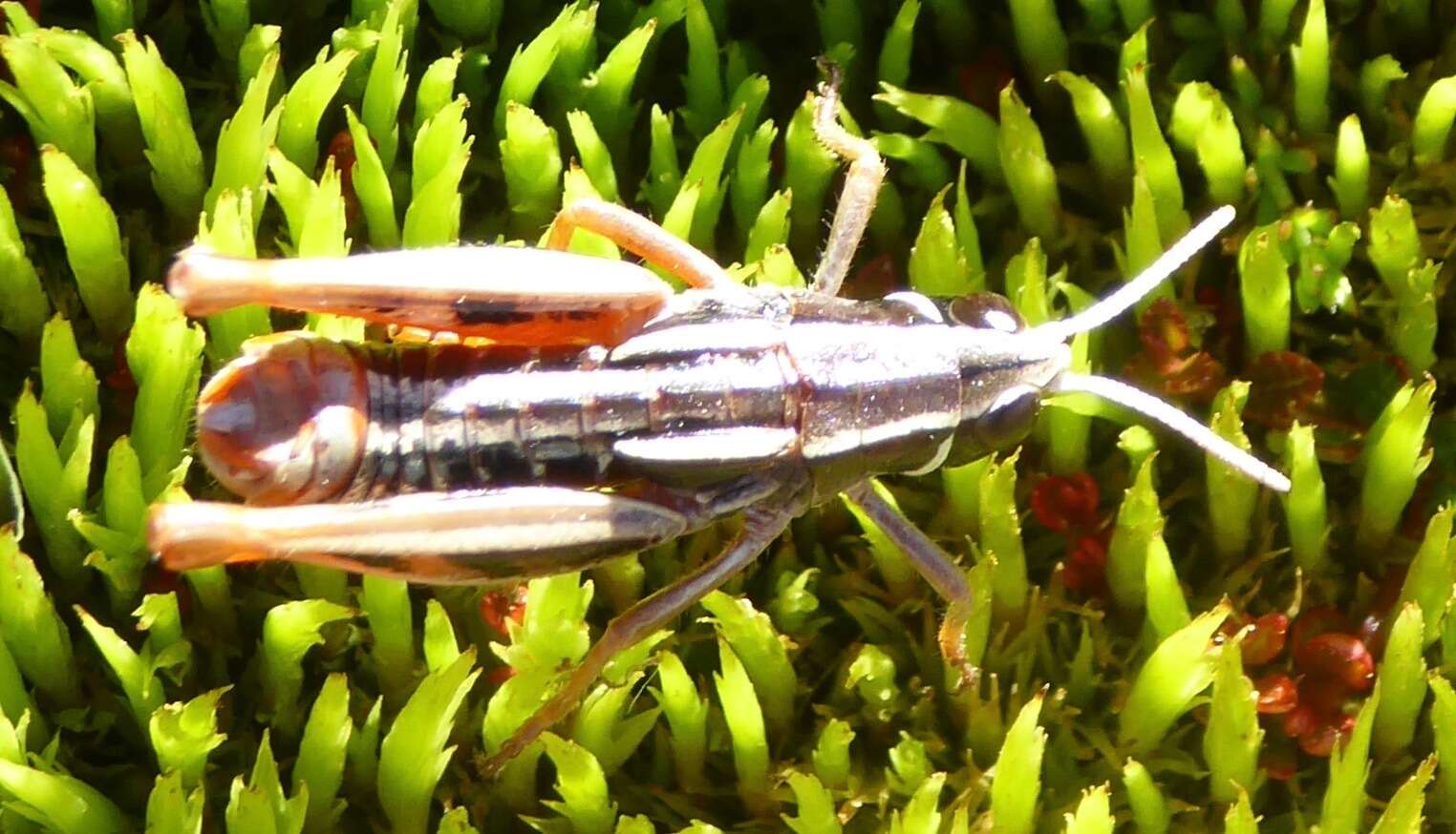 Слика од Alpinacris tumidicauda Bigelow 1967