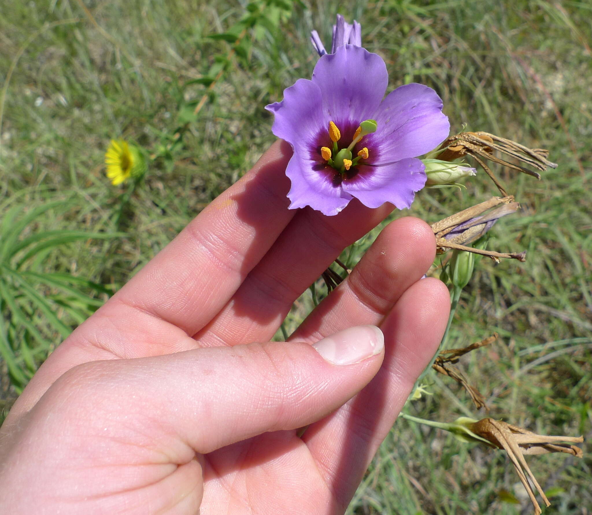 صورة Eustoma exaltatum subsp. russellianum (Hook.) Kartesz