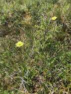 Image of Macoun's poppy