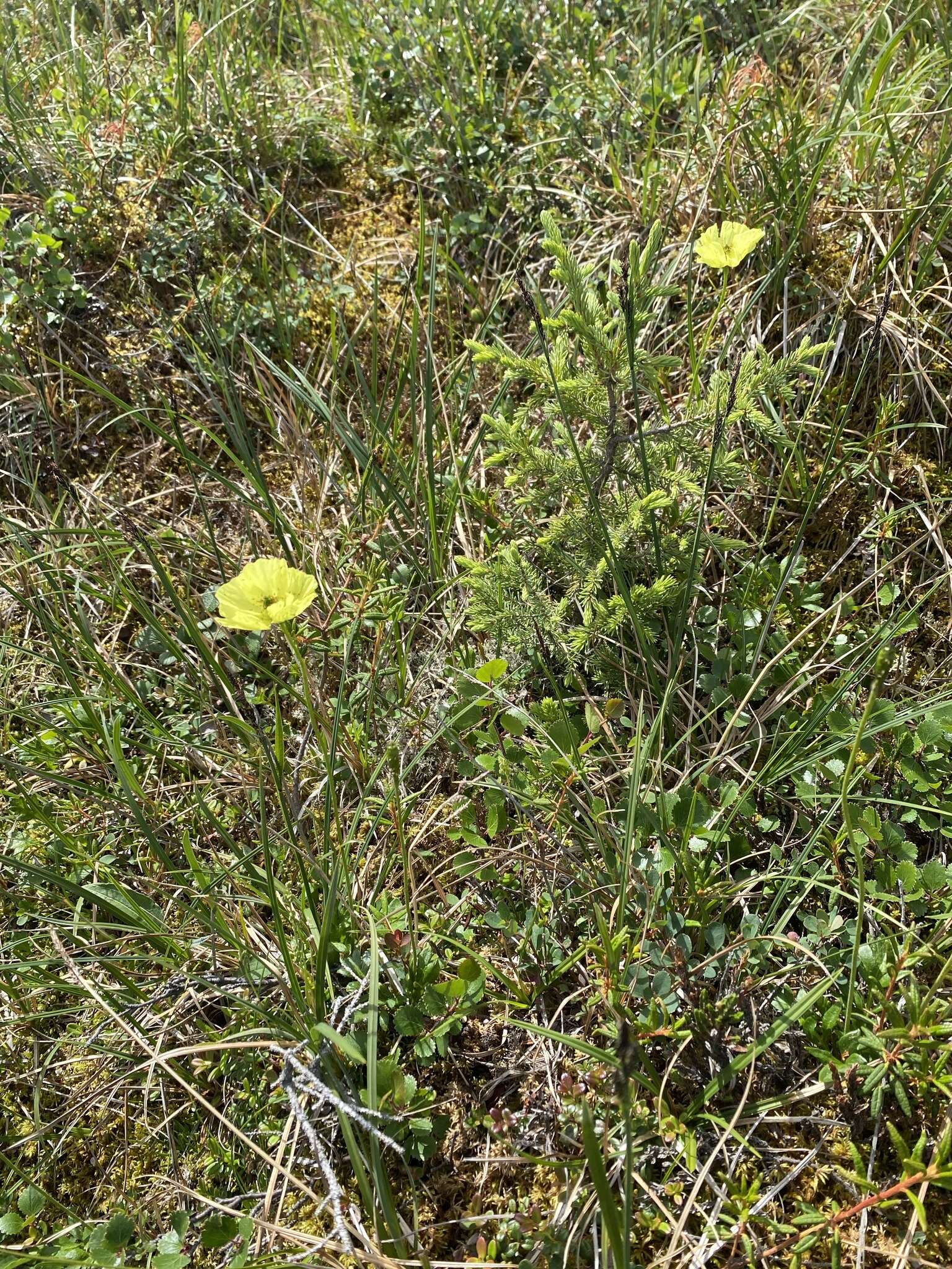 Sivun Papaver macounii subsp. discolor (Hultén) Rändel ex D. F. Murray kuva