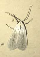 Image of Biturix rectilinea Burmeister 1878