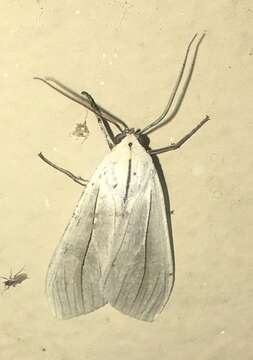 Image of Biturix rectilinea Burmeister 1878