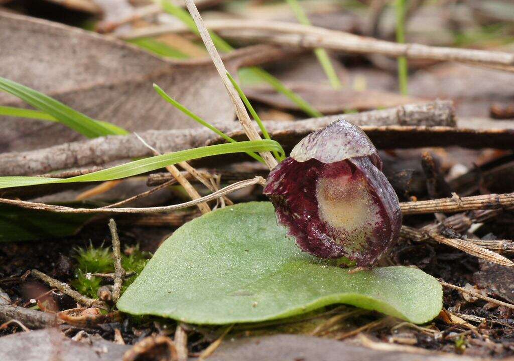 Image of Slaty helmet orchid