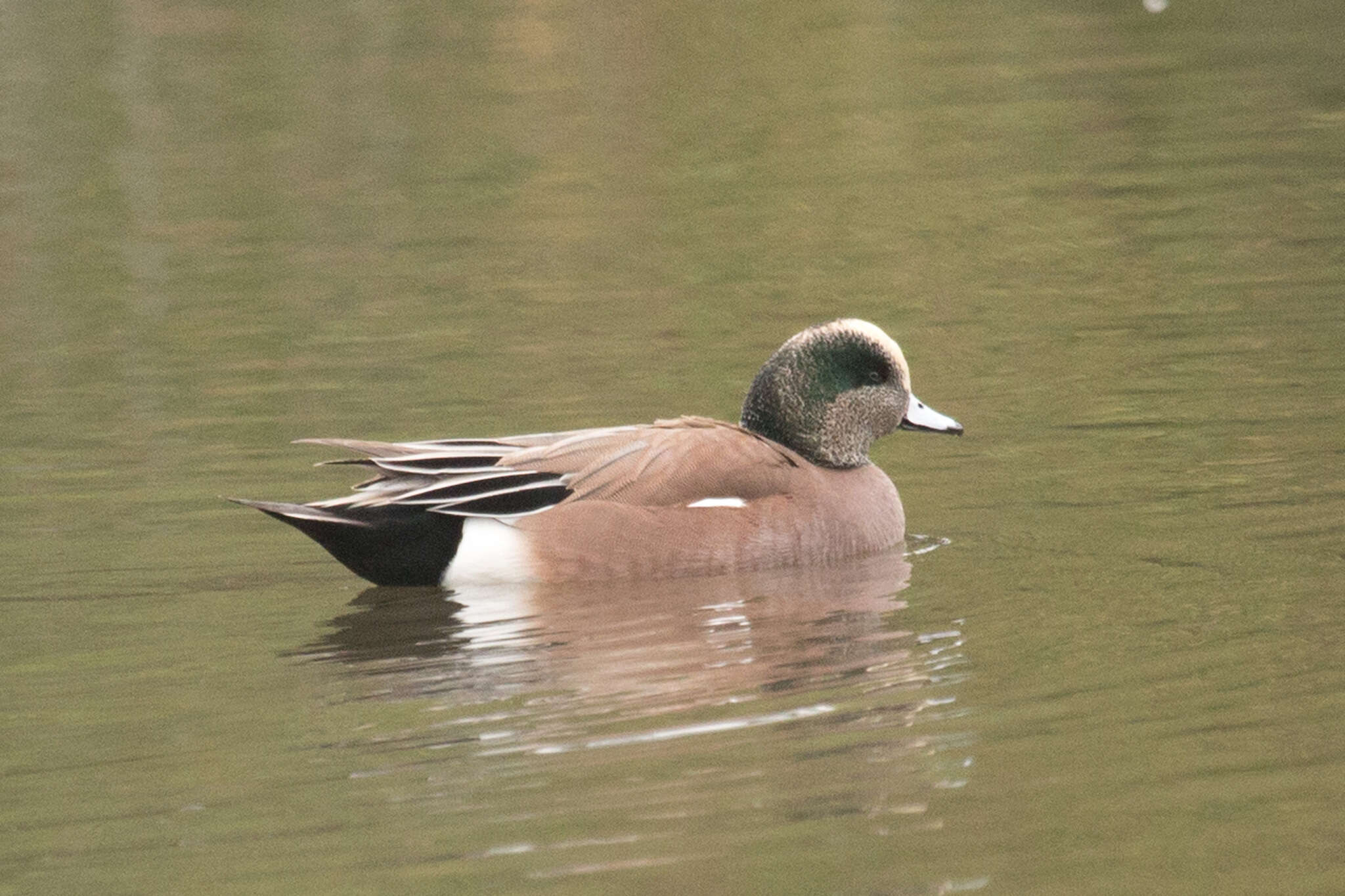 Image of American Wigeon