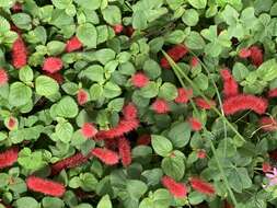 Imagem de Acalypha pendula C. Wright ex Griseb.