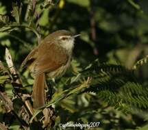 Image of Rufescent Prinia