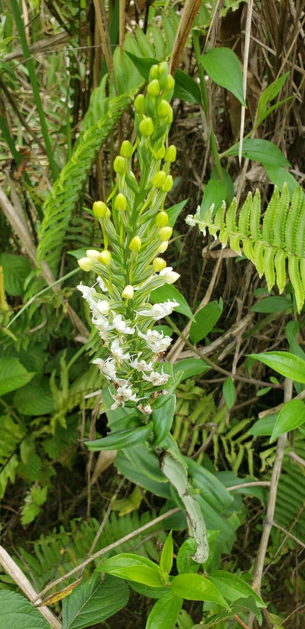 Слика од Habenaria monorrhiza (Sw.) Rchb. fil.