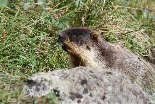 Image of Black-capped Marmot